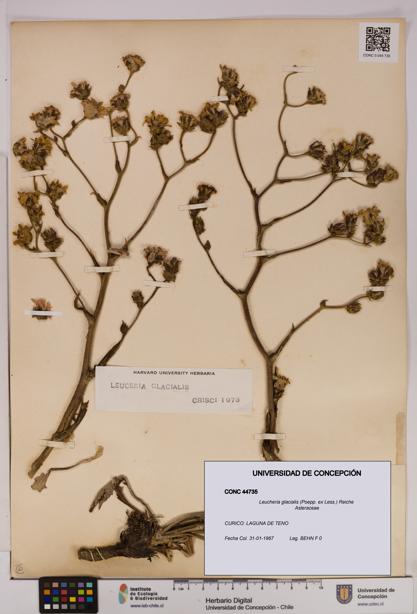 Leucheria glacialis [Espécimen: UDEC:CONC:0044735]