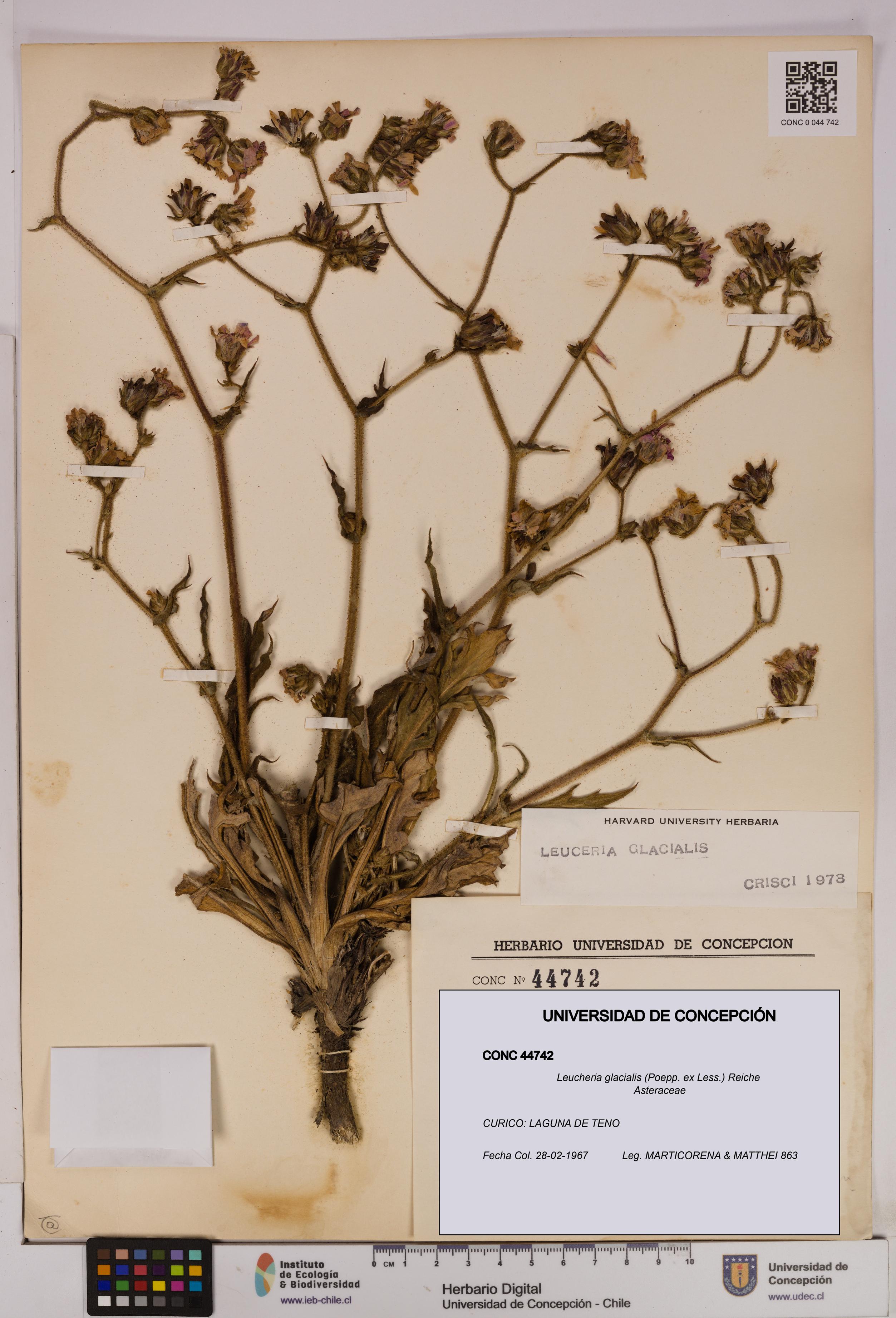 Leucheria glacialis [Espécimen: UDEC:CONC:0044742]