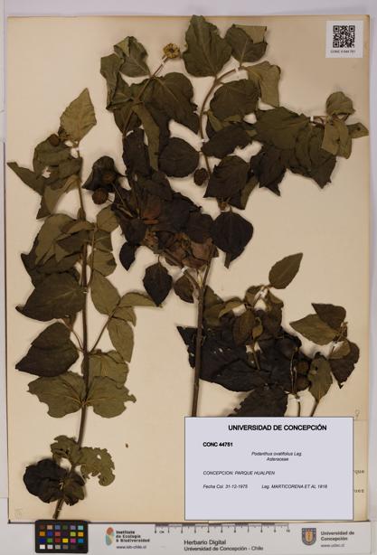 Podanthus ovatifolius [Espécimen: ]