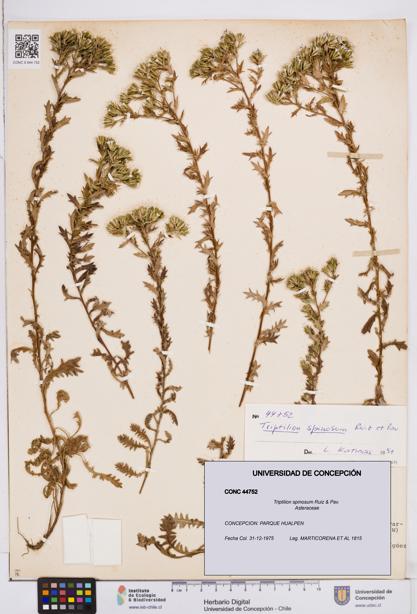 Triptilion spinosum [Espécimen: ]