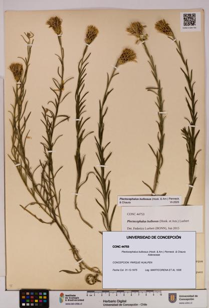 Plectocephalus bulbosus [Espécimen: UDEC:CONC:0044753]