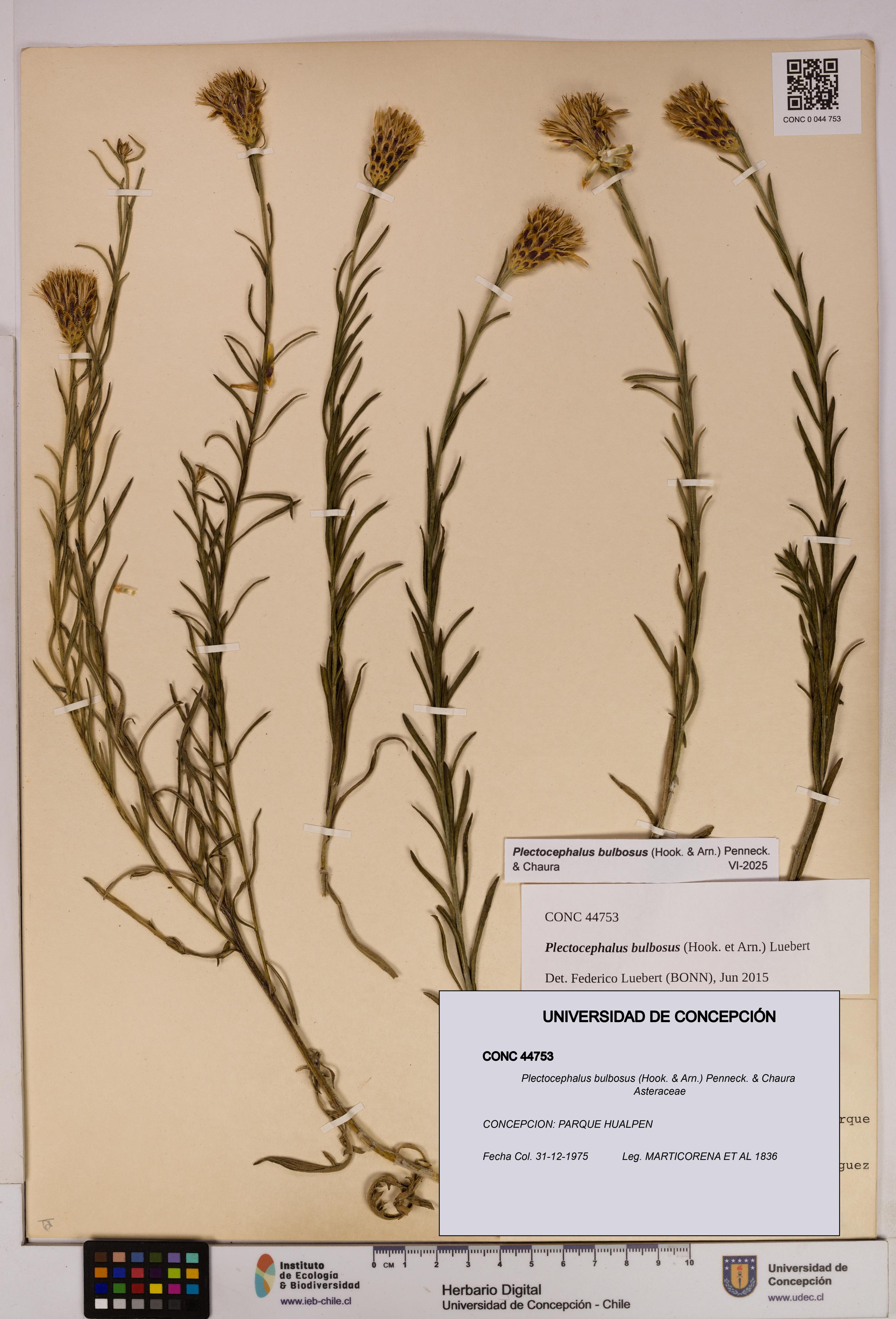 Plectocephalus bulbosus [Espécimen: UDEC:CONC:0044753]