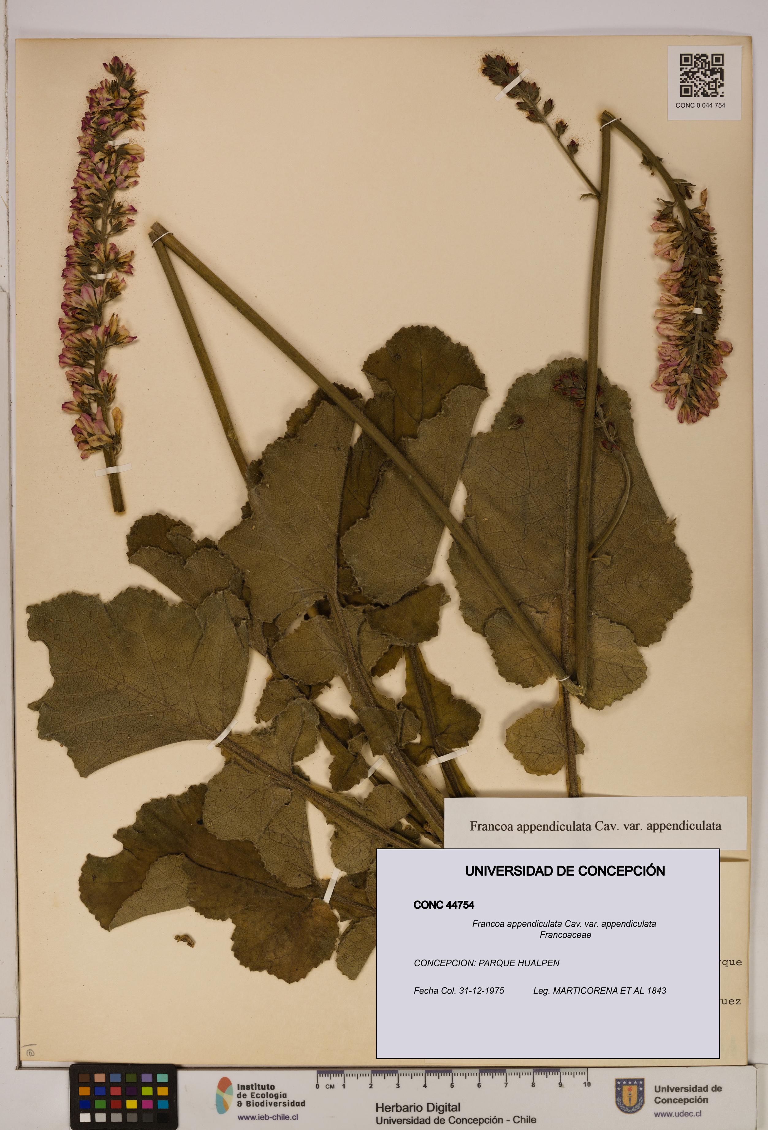 Francoa appendiculata [Espécimen: ]