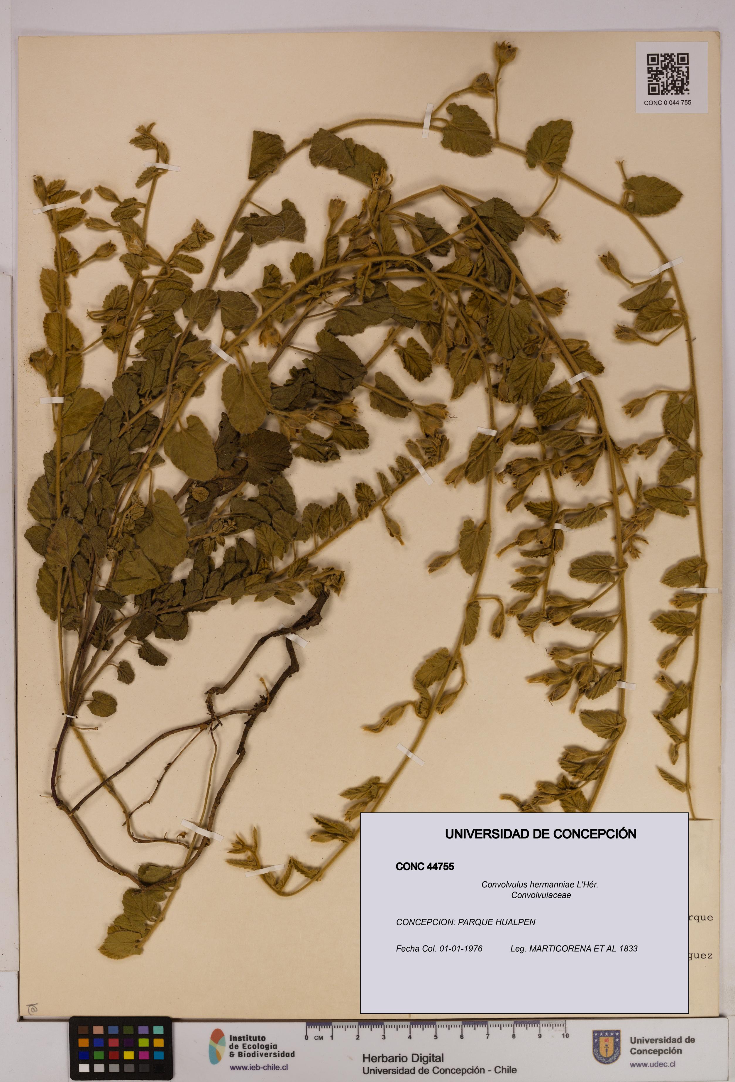 Convolvulus hermanniae [Espécimen: UDEC:CONC:0044755]