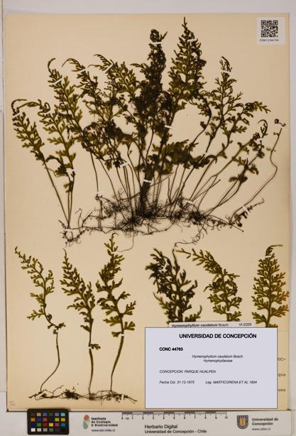 Hymenophyllum caudatum [Espécimen: UDEC:CONC:0044763]