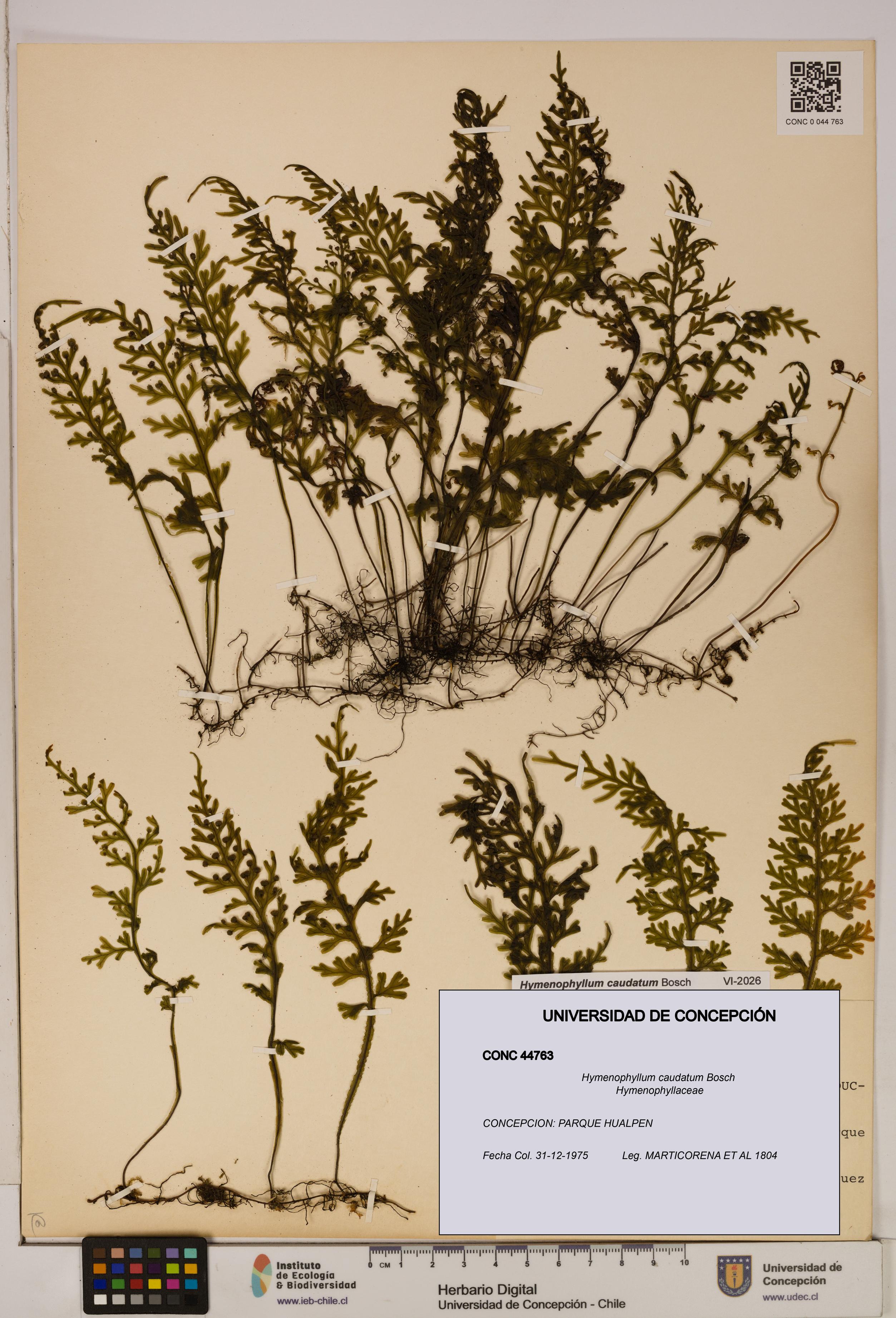 Hymenophyllum caudatum [Espécimen: UDEC:CONC:0044763]