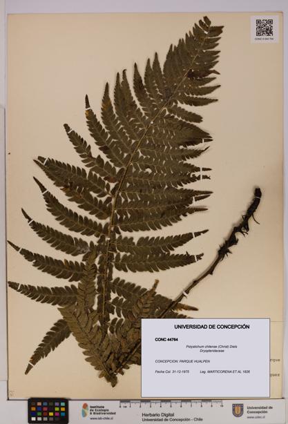 Polystichum chilense [Espécimen: UDEC:CONC:0044764]