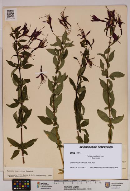 Fuchsia magellanica [Espécimen: UDEC:CONC:0044774]