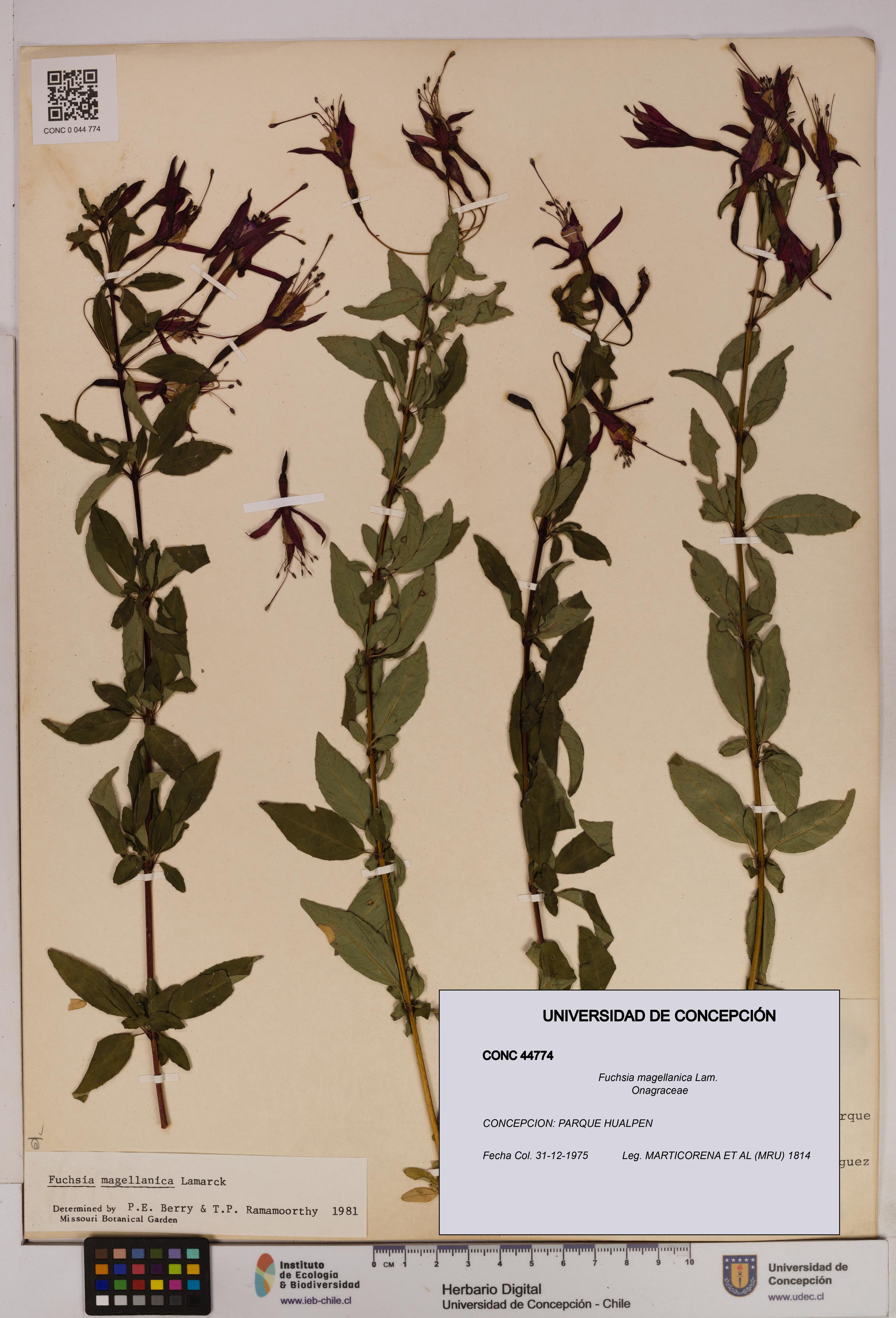Fuchsia magellanica [Espécimen: UDEC:CONC:0044774]