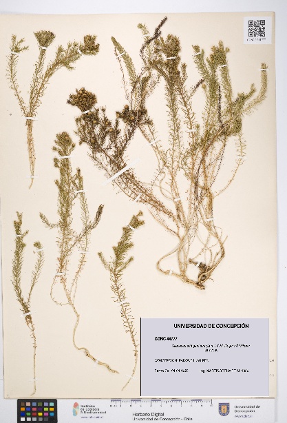 Cliococca selaginoides [Espécimen: UDEC:CONC:0044777]