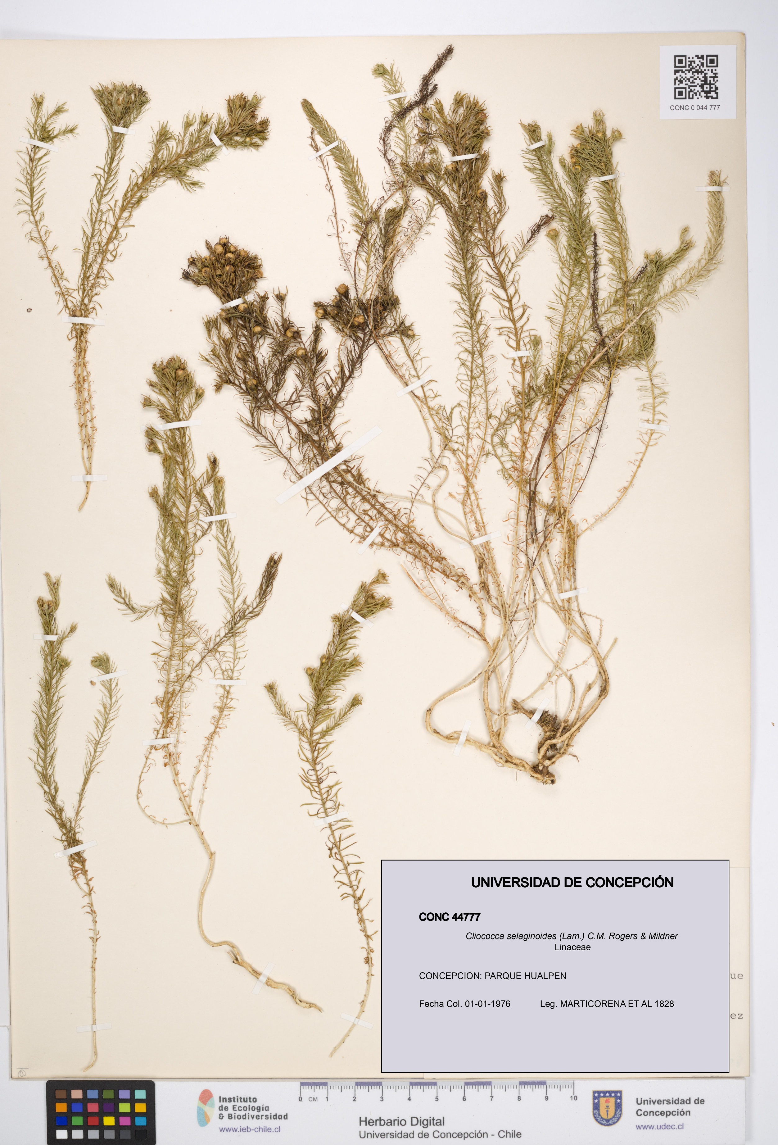 Cliococca selaginoides [Espécimen: UDEC:CONC:0044777]