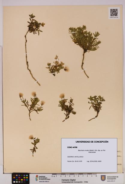 Baccharis nivalis [Espécimen: UDEC:CONC:0044795]