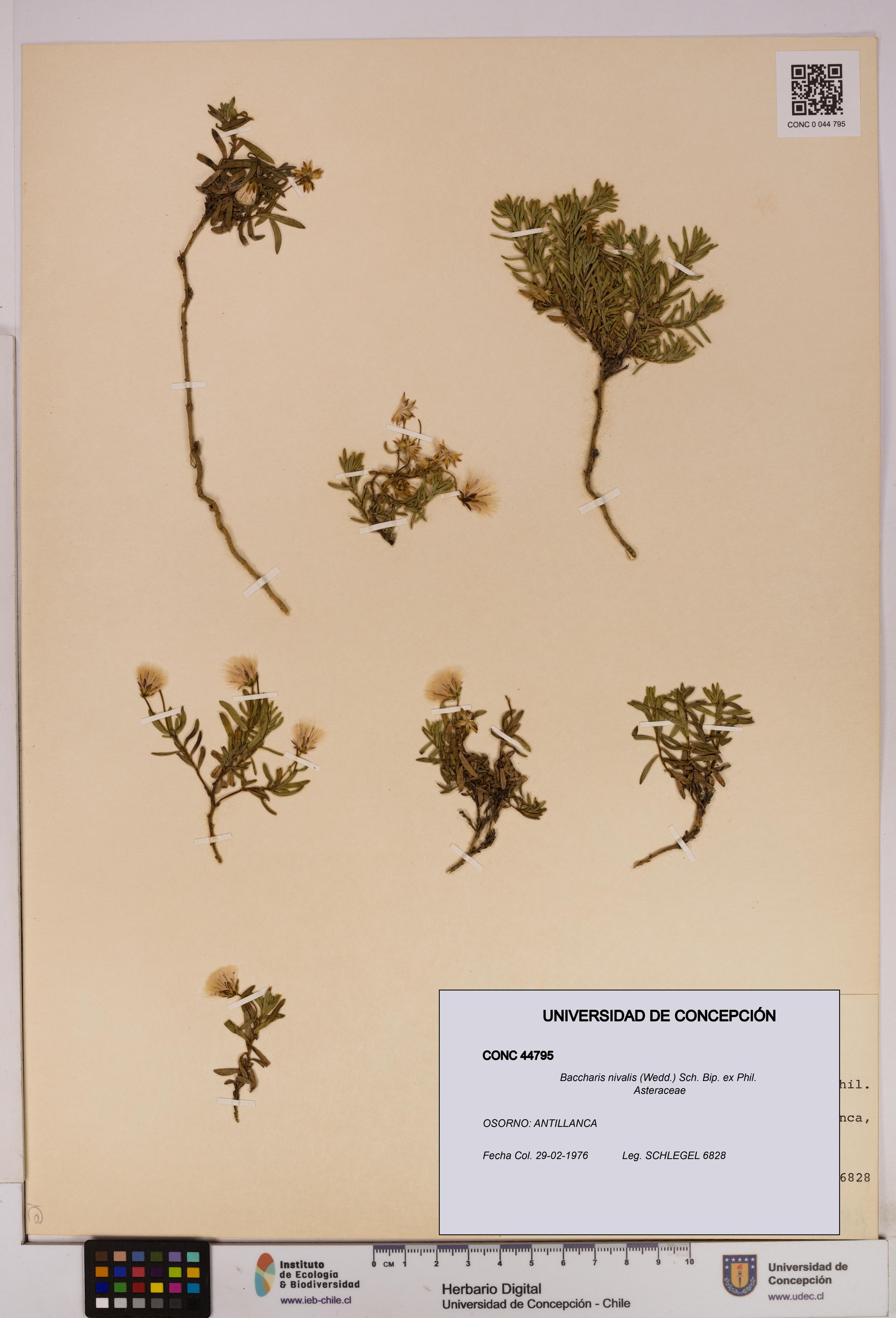 Baccharis nivalis [Espécimen: UDEC:CONC:0044795]