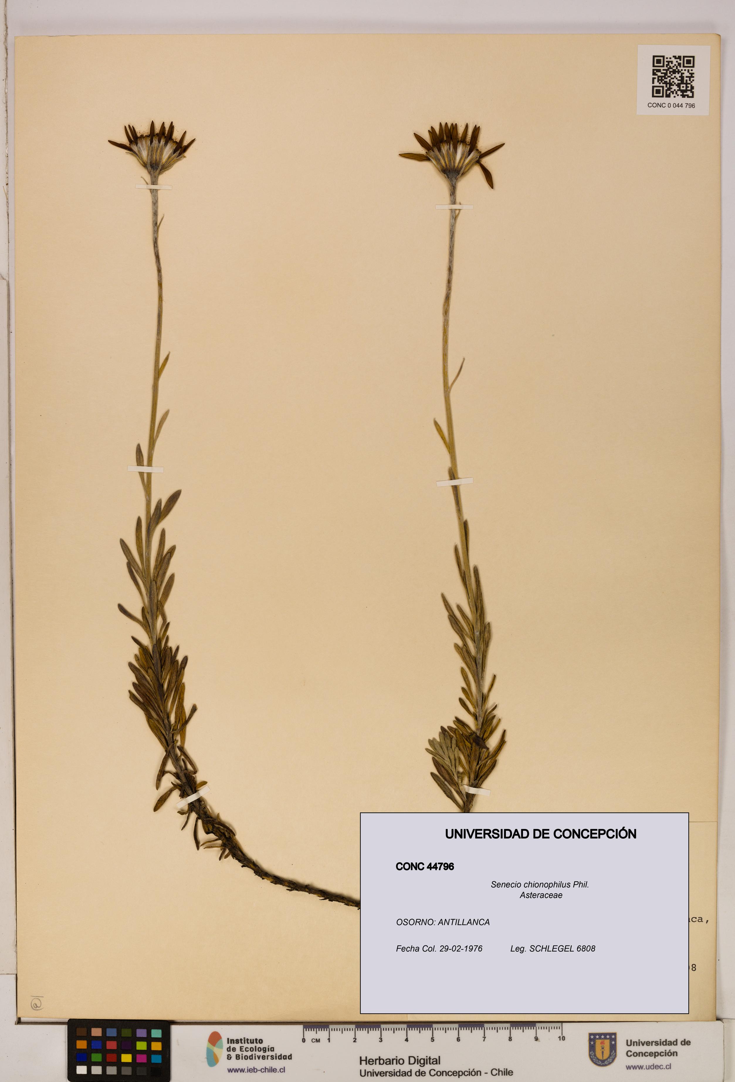 Senecio chionophilus [Espécimen: UDEC:CONC:0044796]