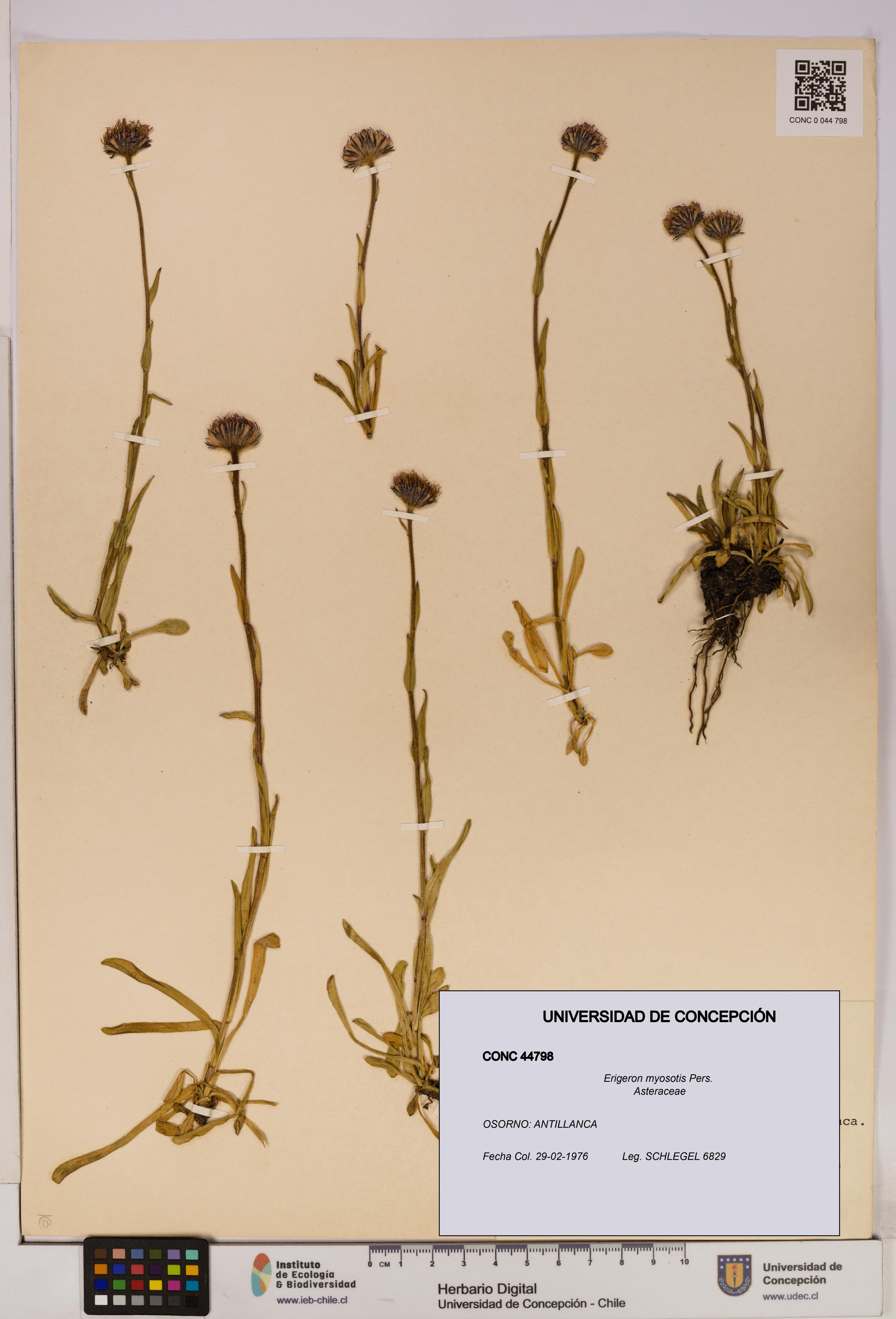 Erigeron myosotis [Espécimen: UDEC:CONC:0044798]