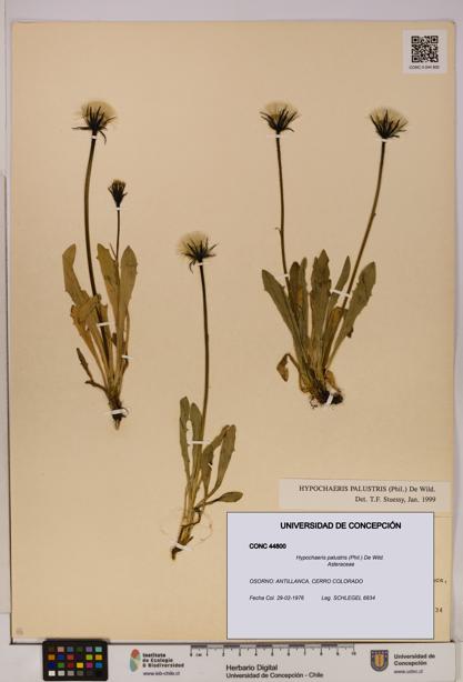 Hypochaeris palustris [Espécimen: UDEC:CONC:0044800]