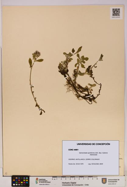 Gamochaeta spiciformis [Espécimen: UDEC:CONC:0044801]
