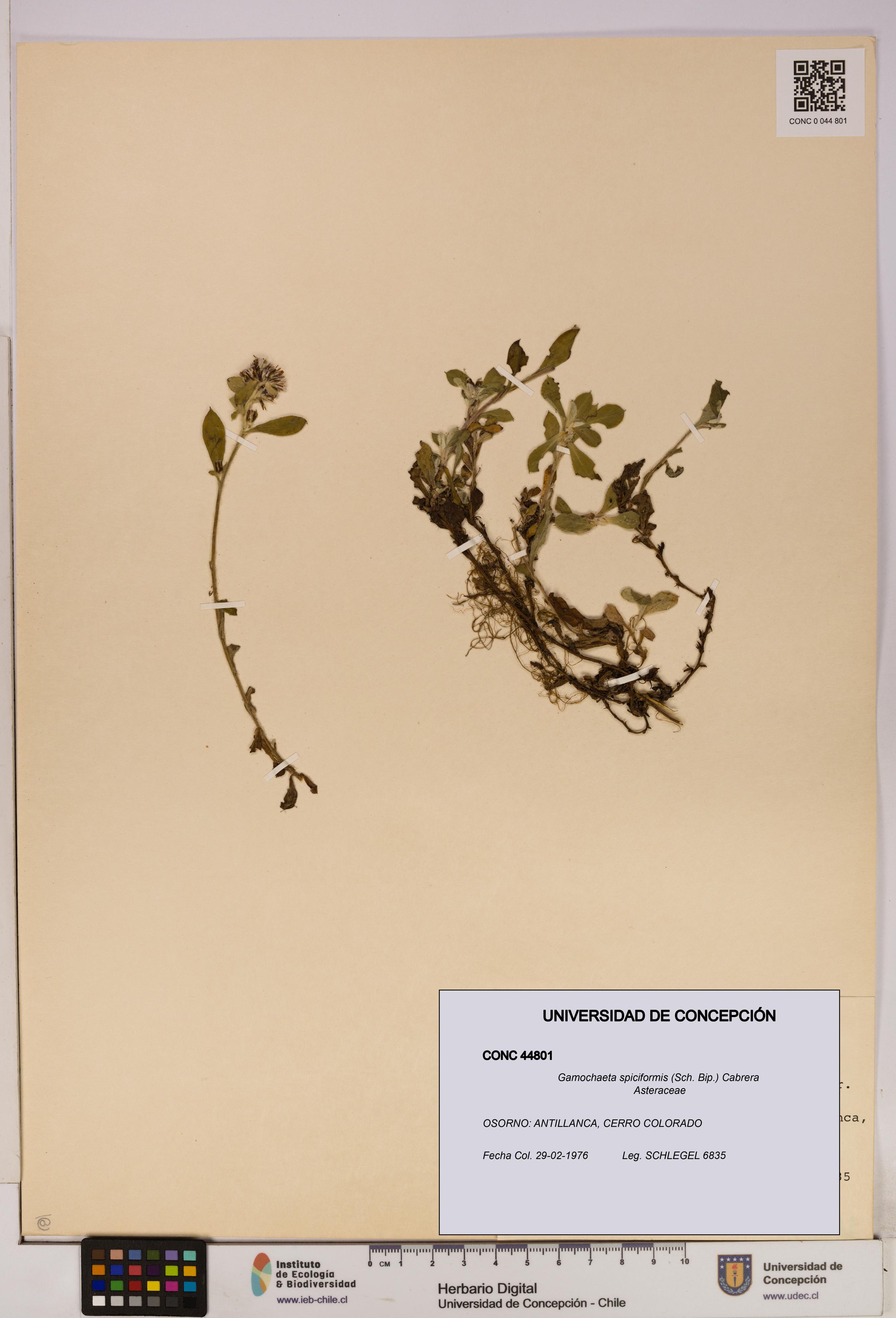 Gamochaeta spiciformis [Espécimen: UDEC:CONC:0044801]