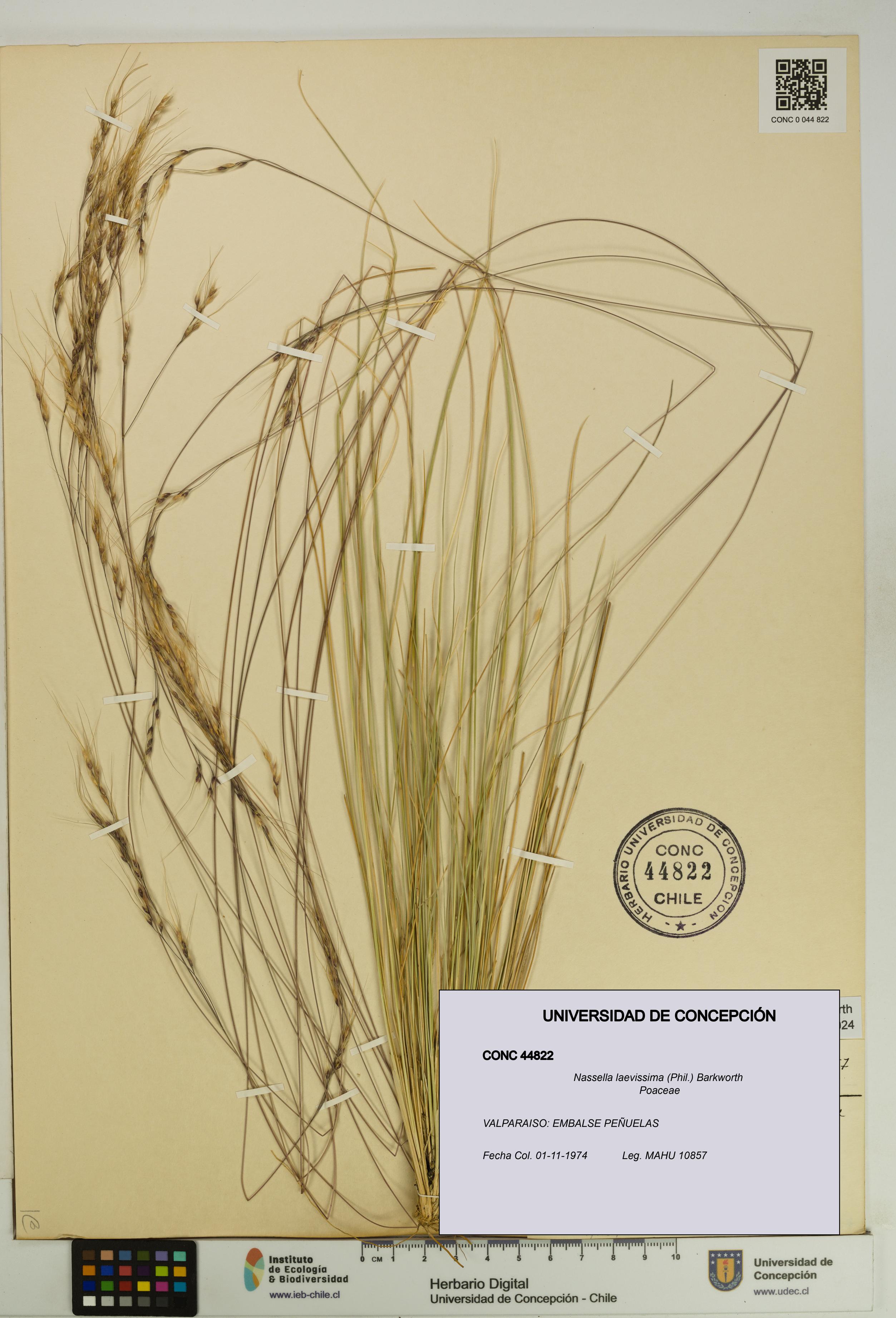 Nassella laevissima [Espécimen: UDEC:CONC:0044822]