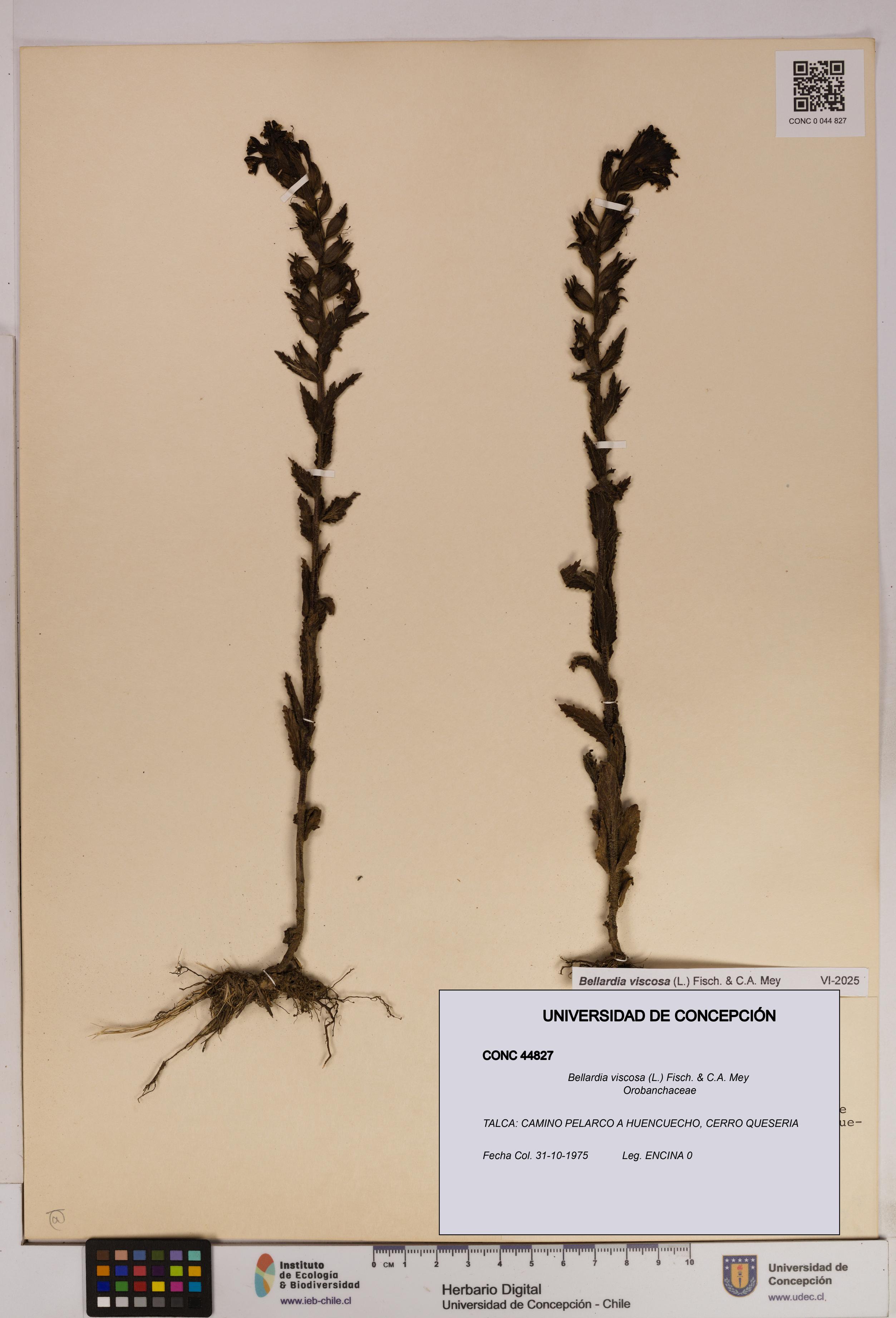 Bellardia viscosa [Espécimen: UDEC:CONC:0044827]