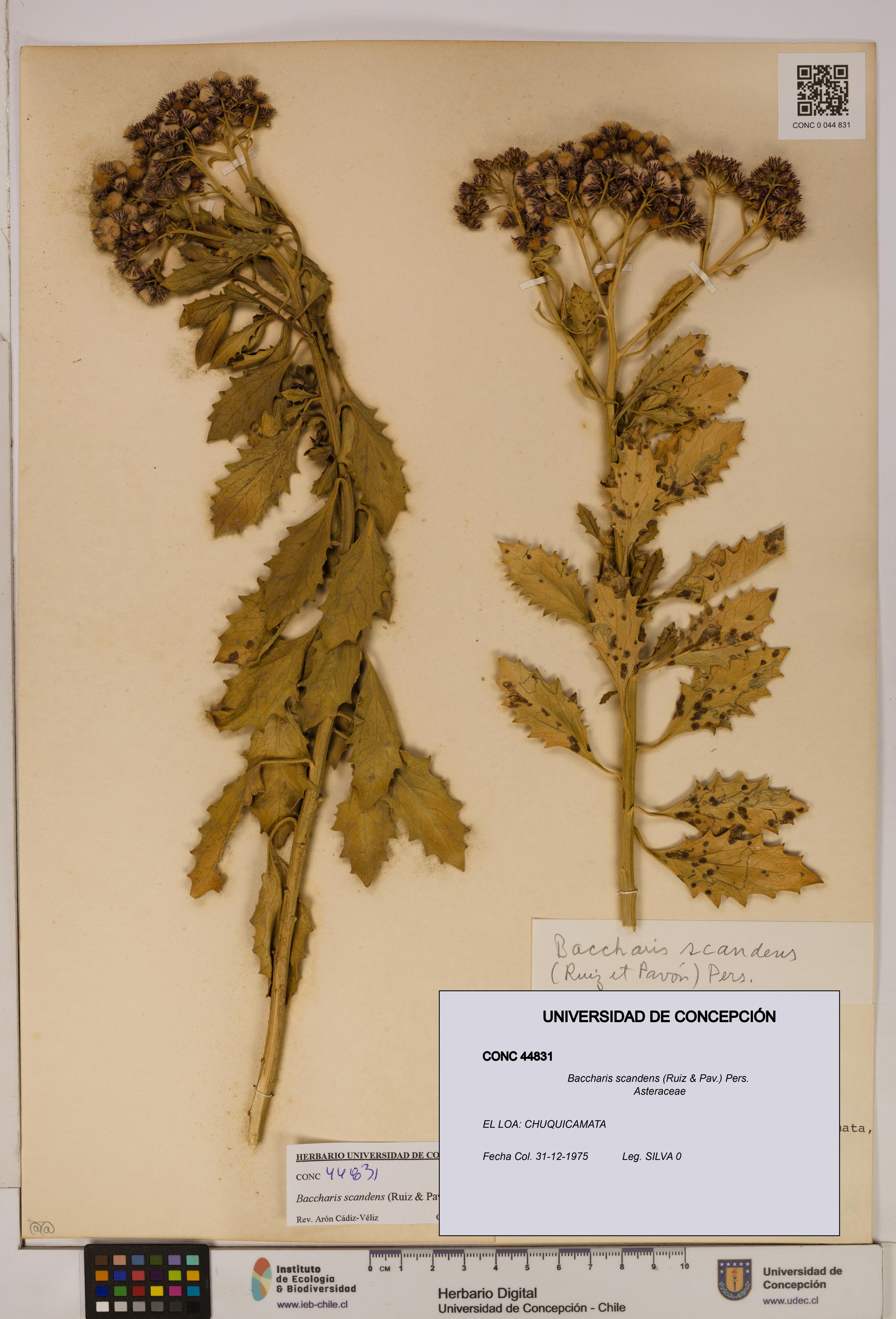 Baccharis scandens [Espécimen: UDEC:CONC:0044831]