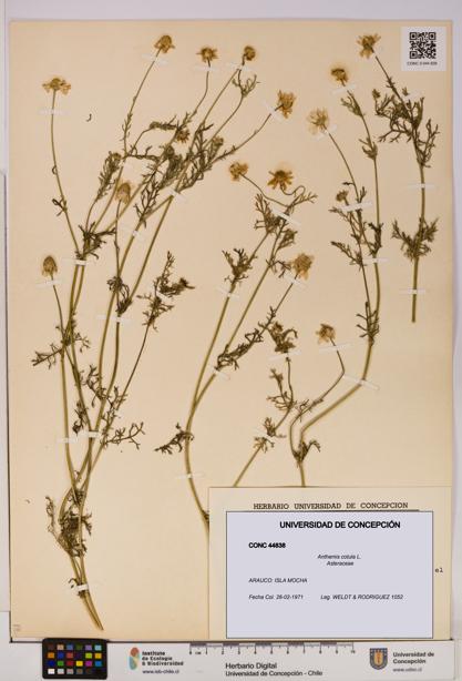 Anthemis cotula [Espécimen: UDEC:CONC:0044838]