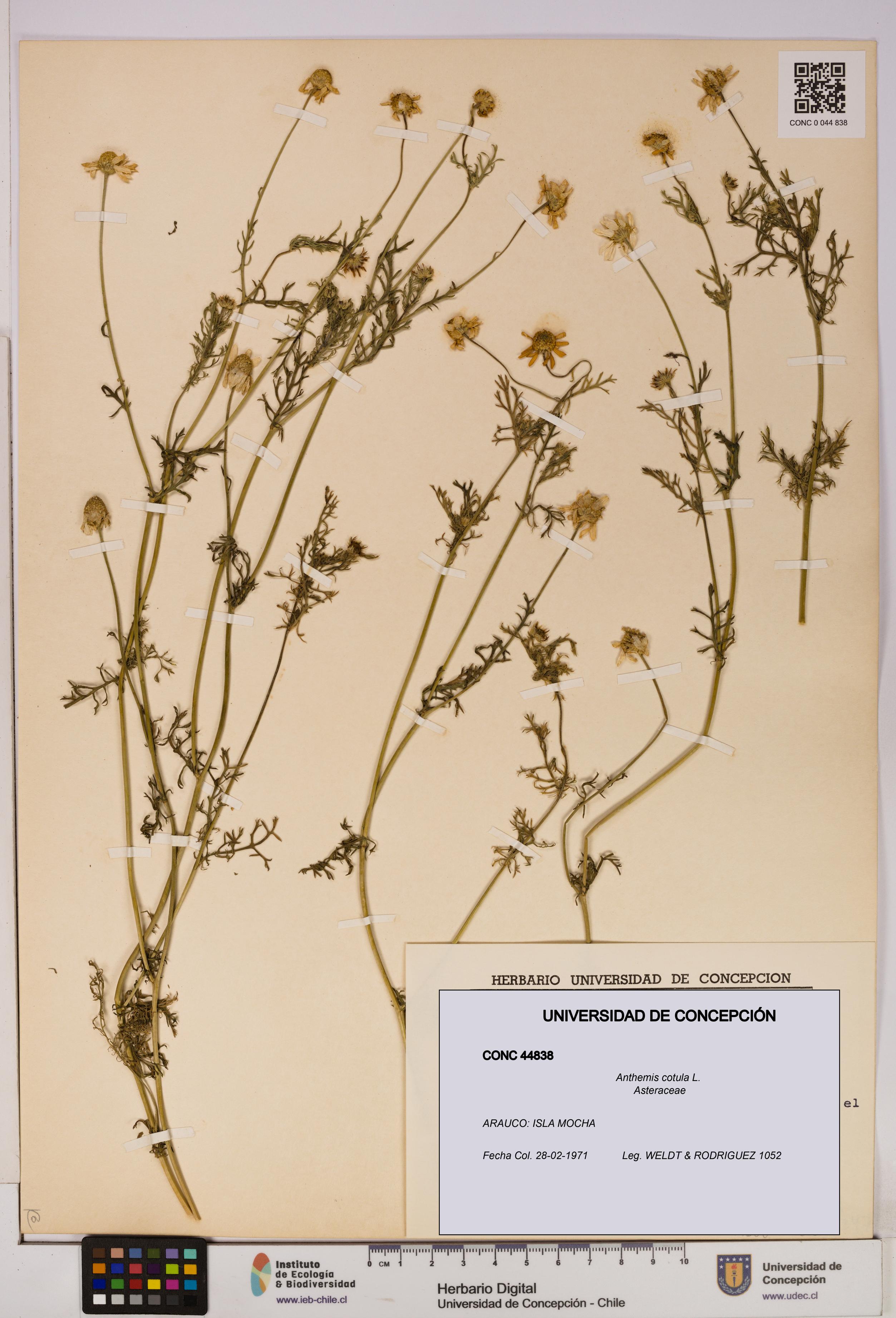 Anthemis cotula [Espécimen: UDEC:CONC:0044838]