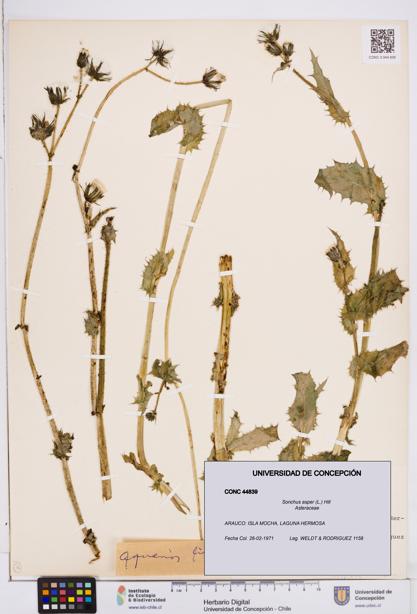 Sonchus asper [Espécimen: ]