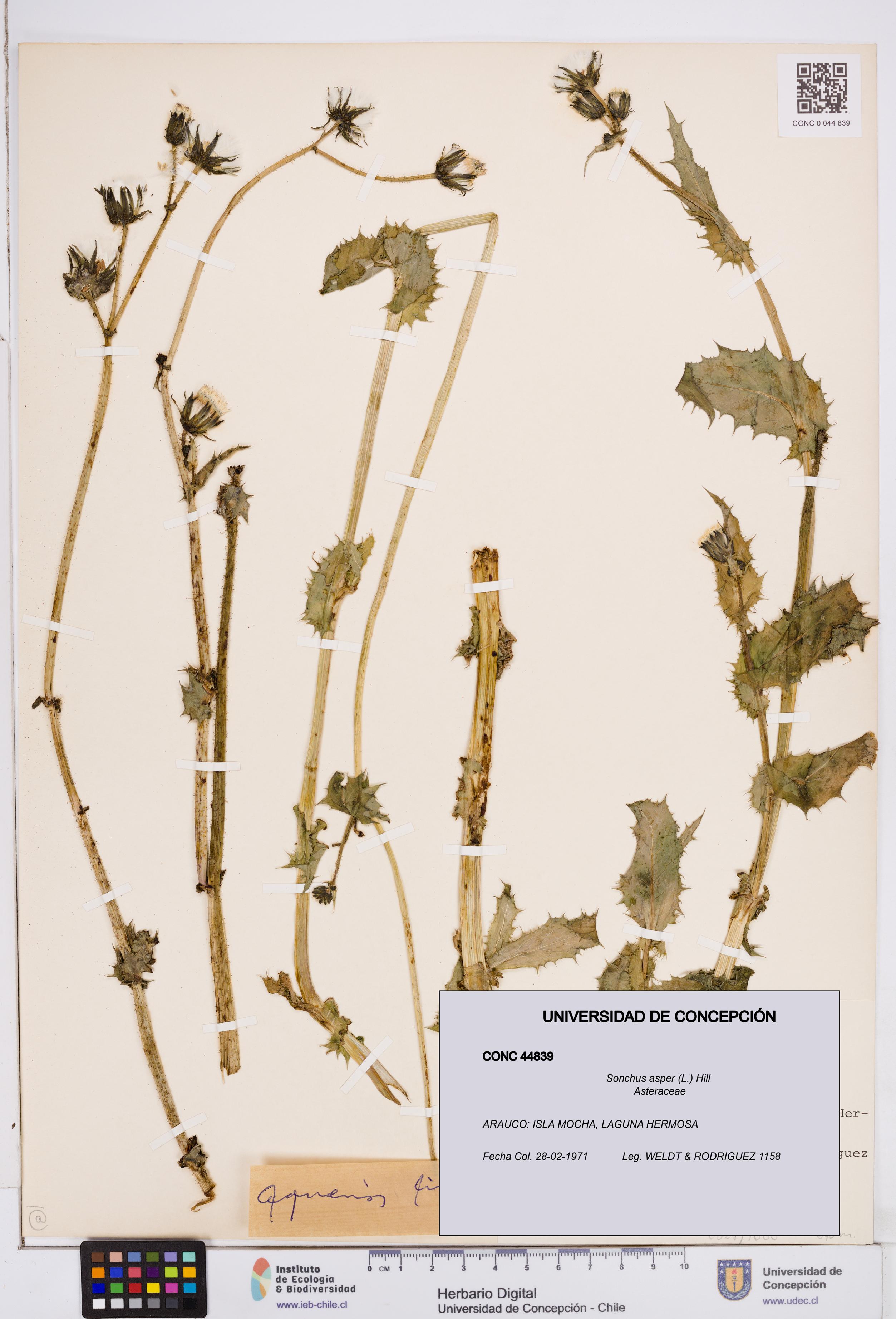 Sonchus asper [Espécimen: ]