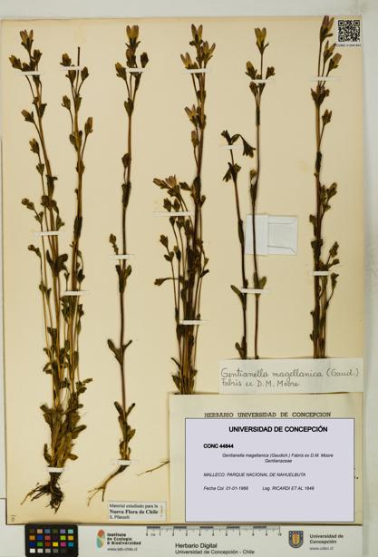 Gentianella magellanica [Espécimen: UDEC:CONC:0044844]