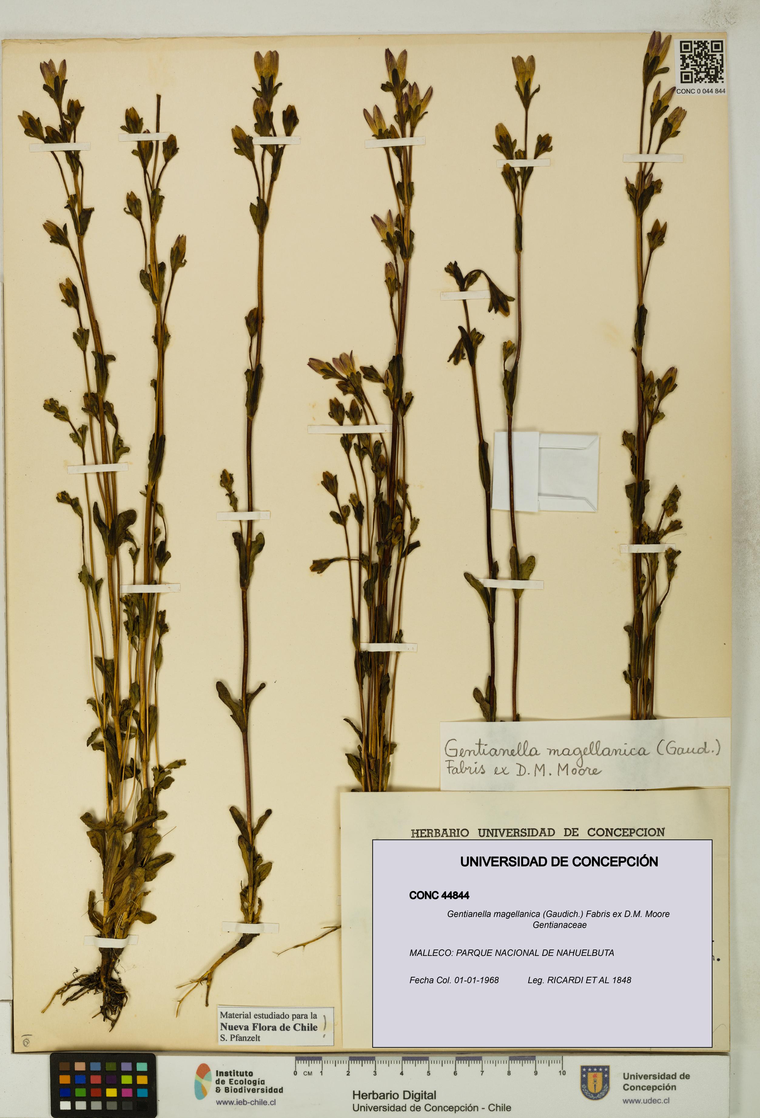 Gentianella magellanica [Espécimen: UDEC:CONC:0044844]