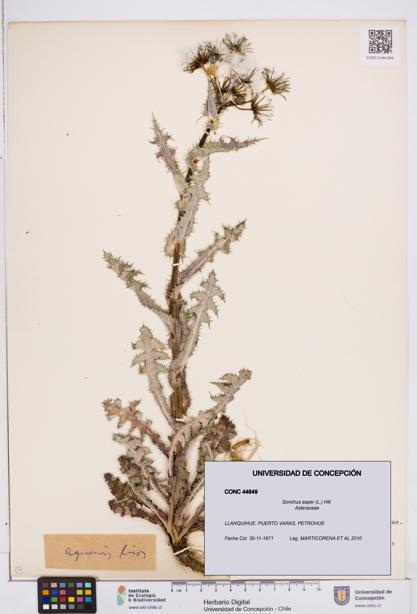 Sonchus asper [Espécimen: ]