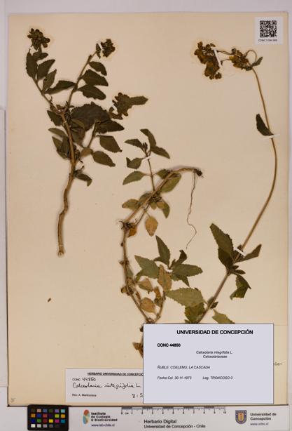 Calceolaria integrifolia [Espécimen: UDEC:CONC:0044850]