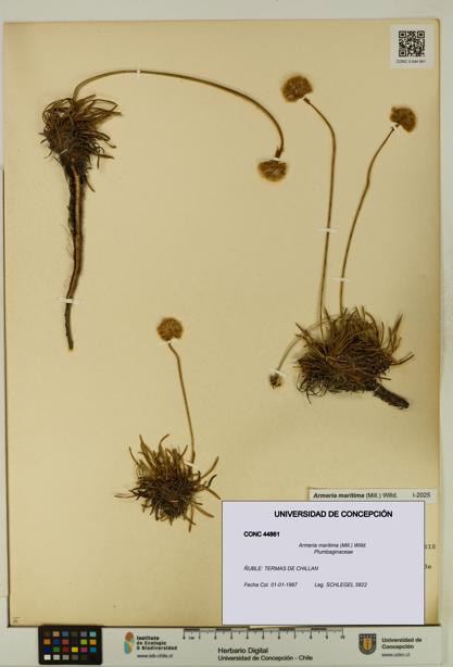 Armeria maritima [Espécimen: UDEC:CONC:0044861]