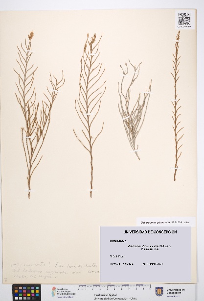 Bakerolimon plumosum [Espécimen: UDEC:CONC:0044873]