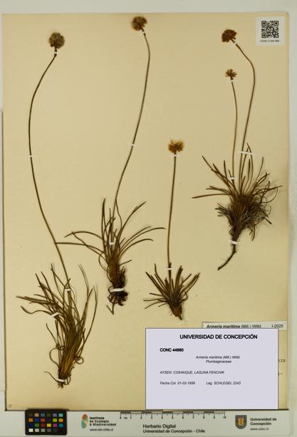 Armeria maritima [Espécimen: UDEC:CONC:0044880]