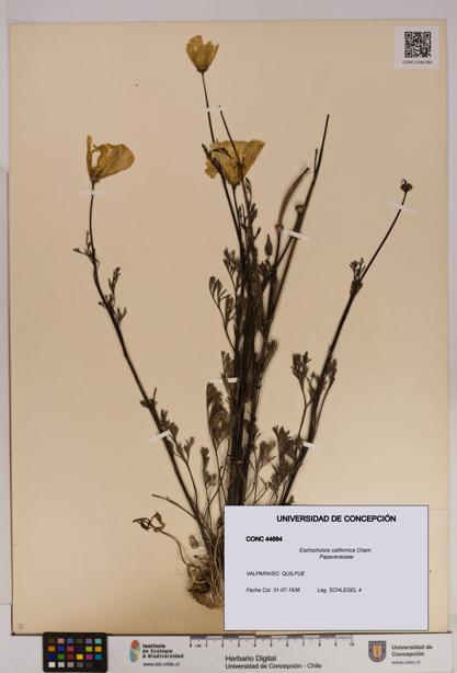 Eschscholzia californica [Espécimen: UDEC:CONC:0044884]