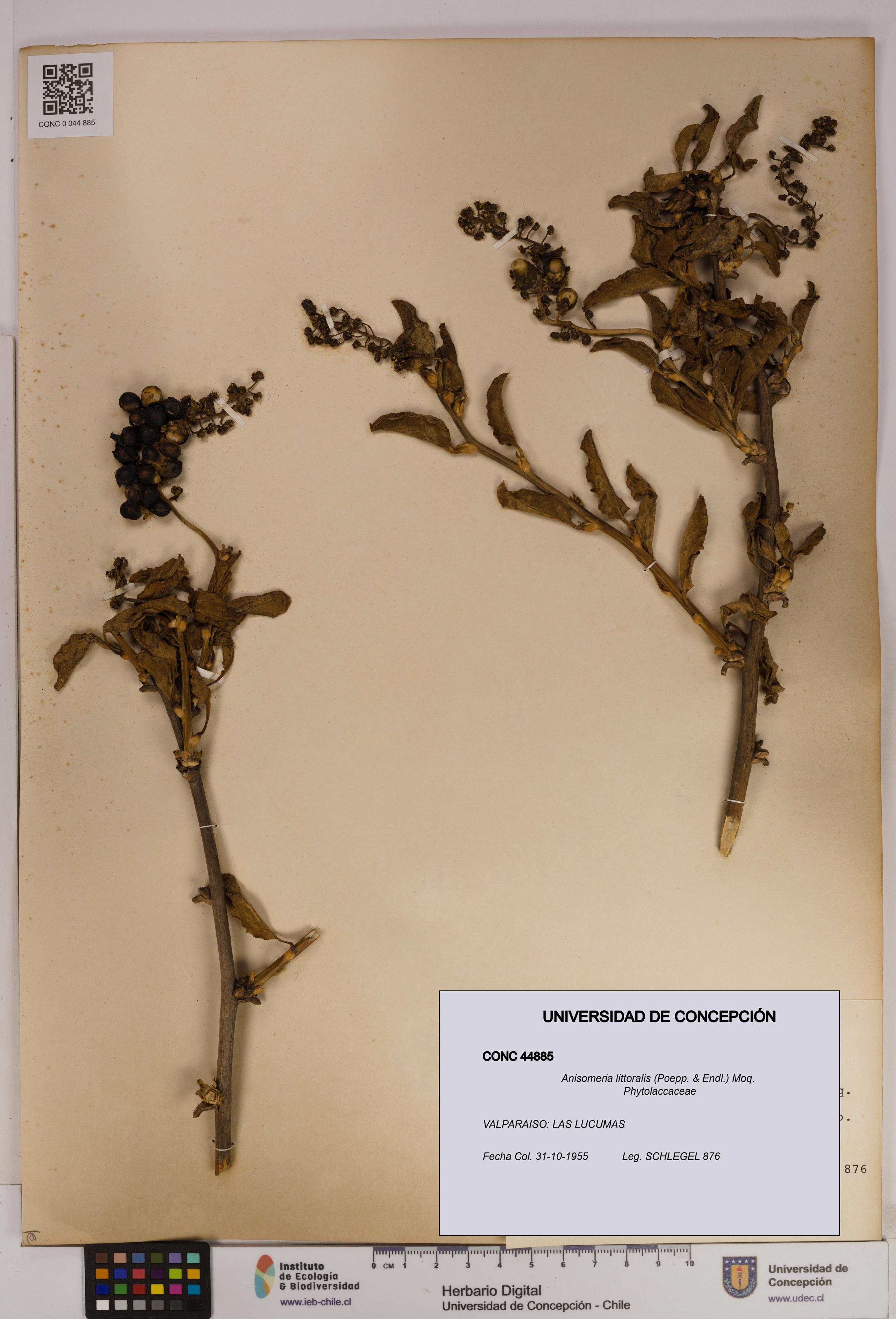 Anisomeria littoralis [Espécimen: UDEC:CONC:0044885]