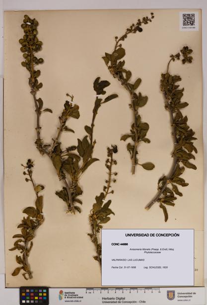 Anisomeria littoralis [Espécimen: UDEC:CONC:0044886]