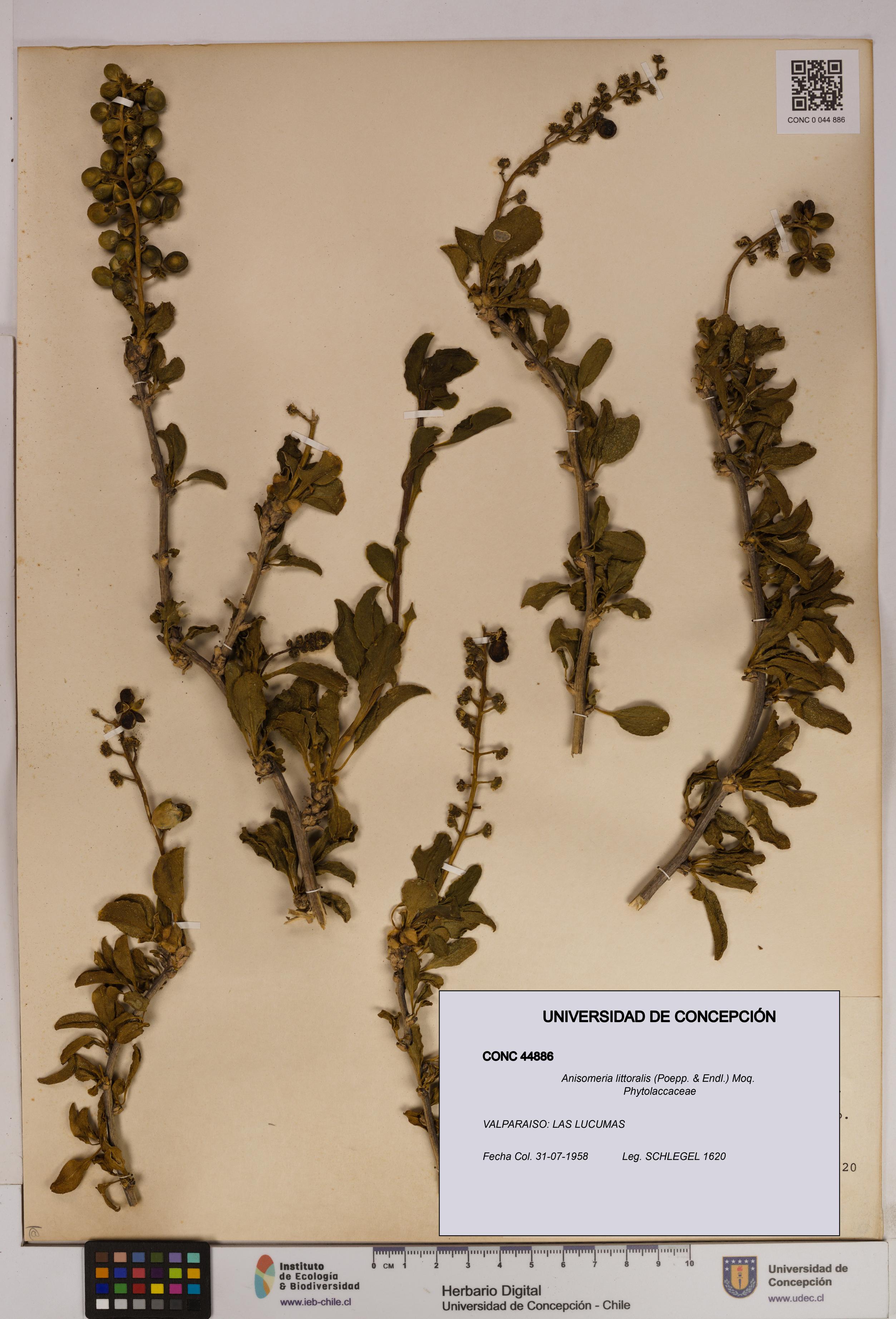 Anisomeria littoralis [Espécimen: UDEC:CONC:0044886]