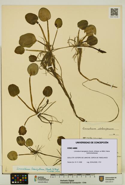 Limnobium laevigatum [Espécimen: UDEC:CONC:0044890]
