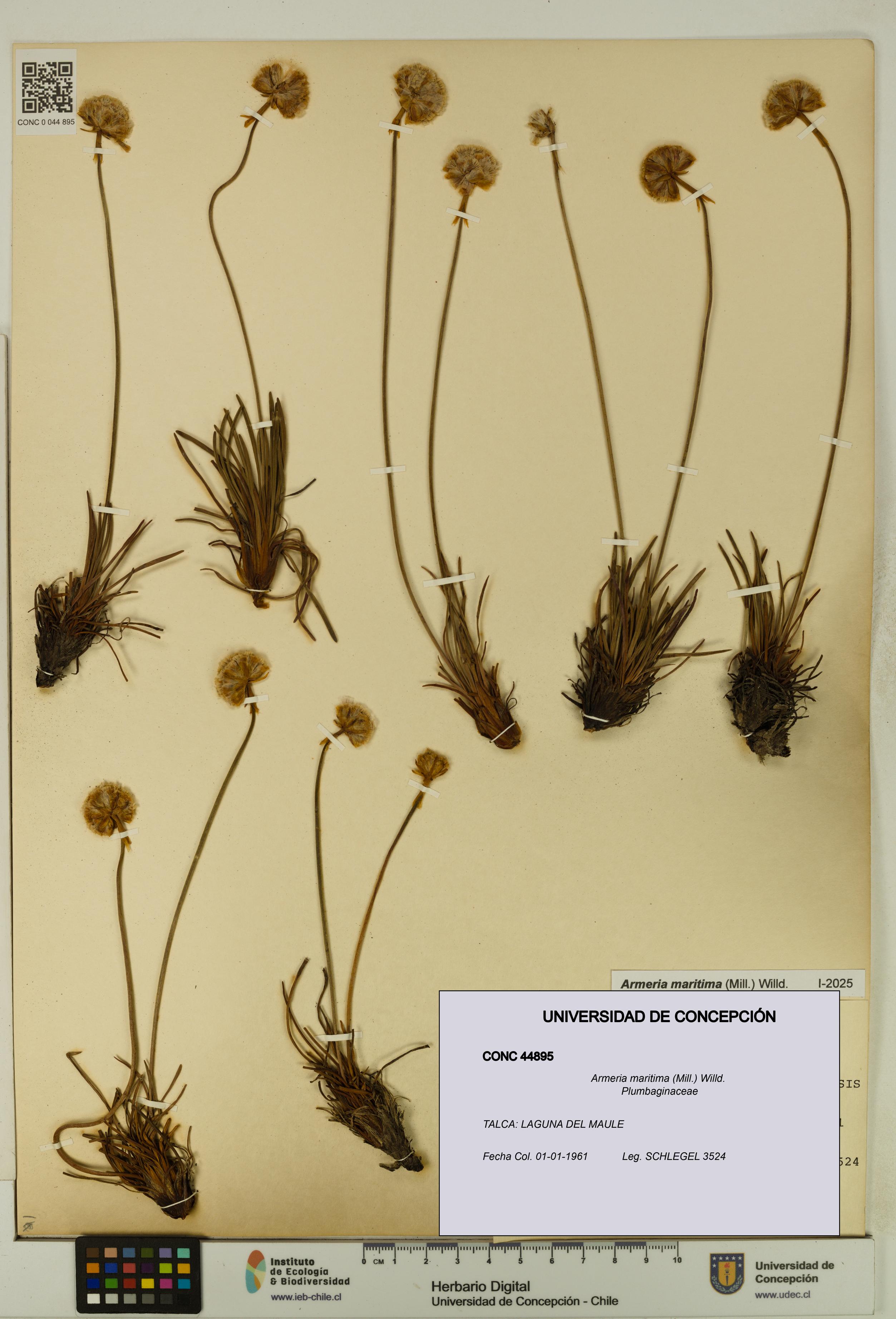 Armeria maritima [Espécimen: UDEC:CONC:0044895]