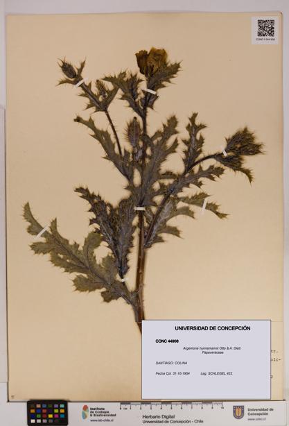 Argemone hunnemannii [Espécimen: UDEC:CONC:0044908]