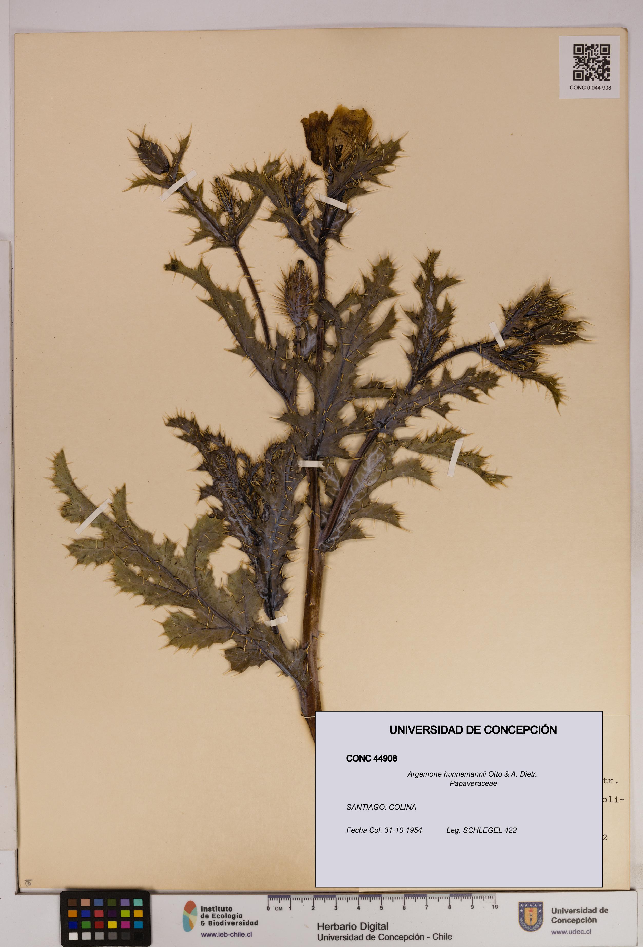Argemone hunnemannii [Espécimen: UDEC:CONC:0044908]