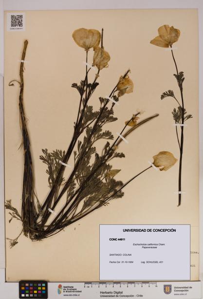 Eschscholzia californica [Espécimen: UDEC:CONC:0044911]