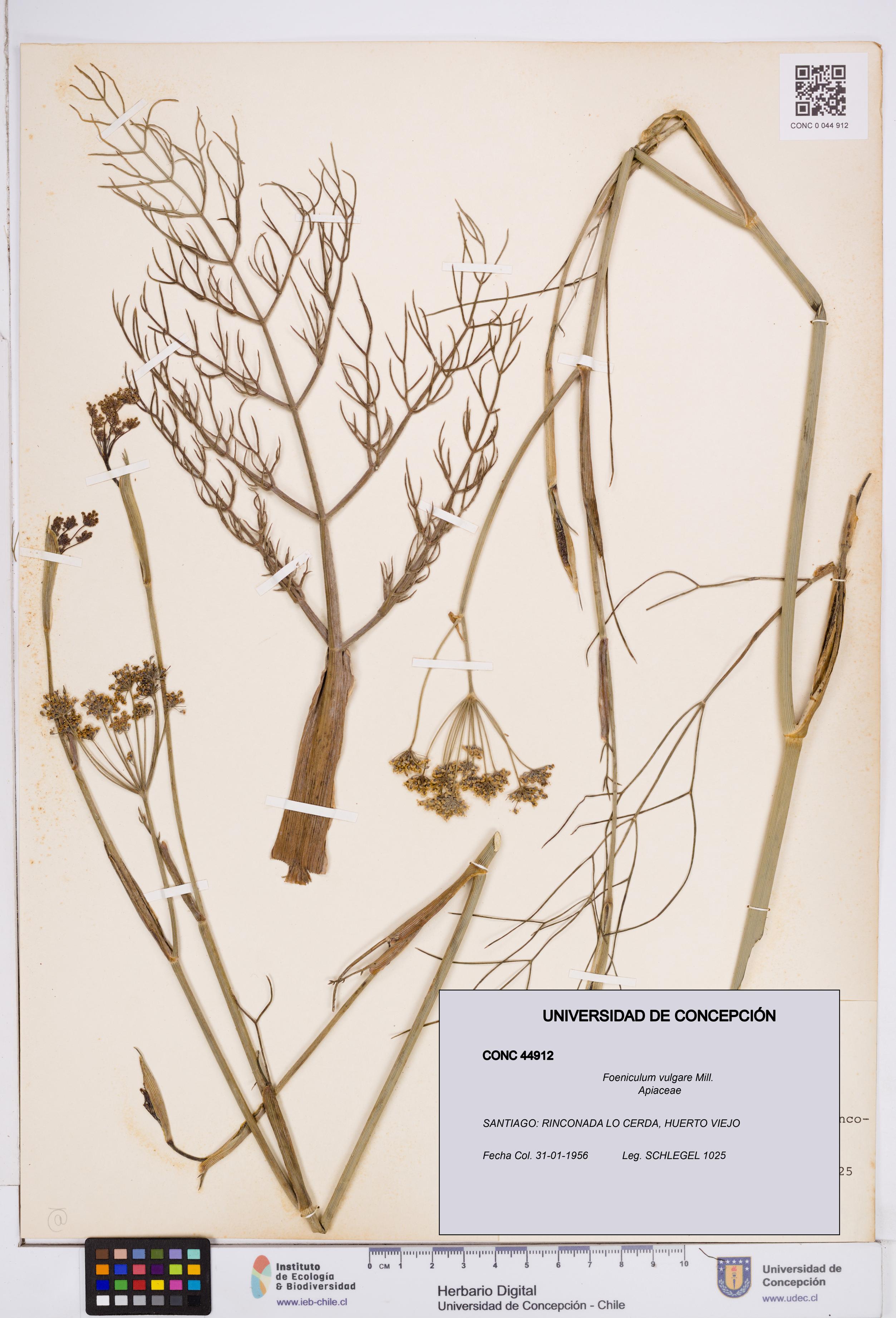 Foeniculum vulgare [Espécimen: ]