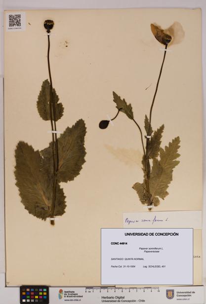 Papaver somniferum [Espécimen: UDEC:CONC:0044914]