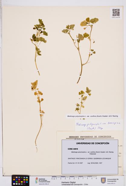 Medicago polymorpha var. confinis [Espécimen: ]