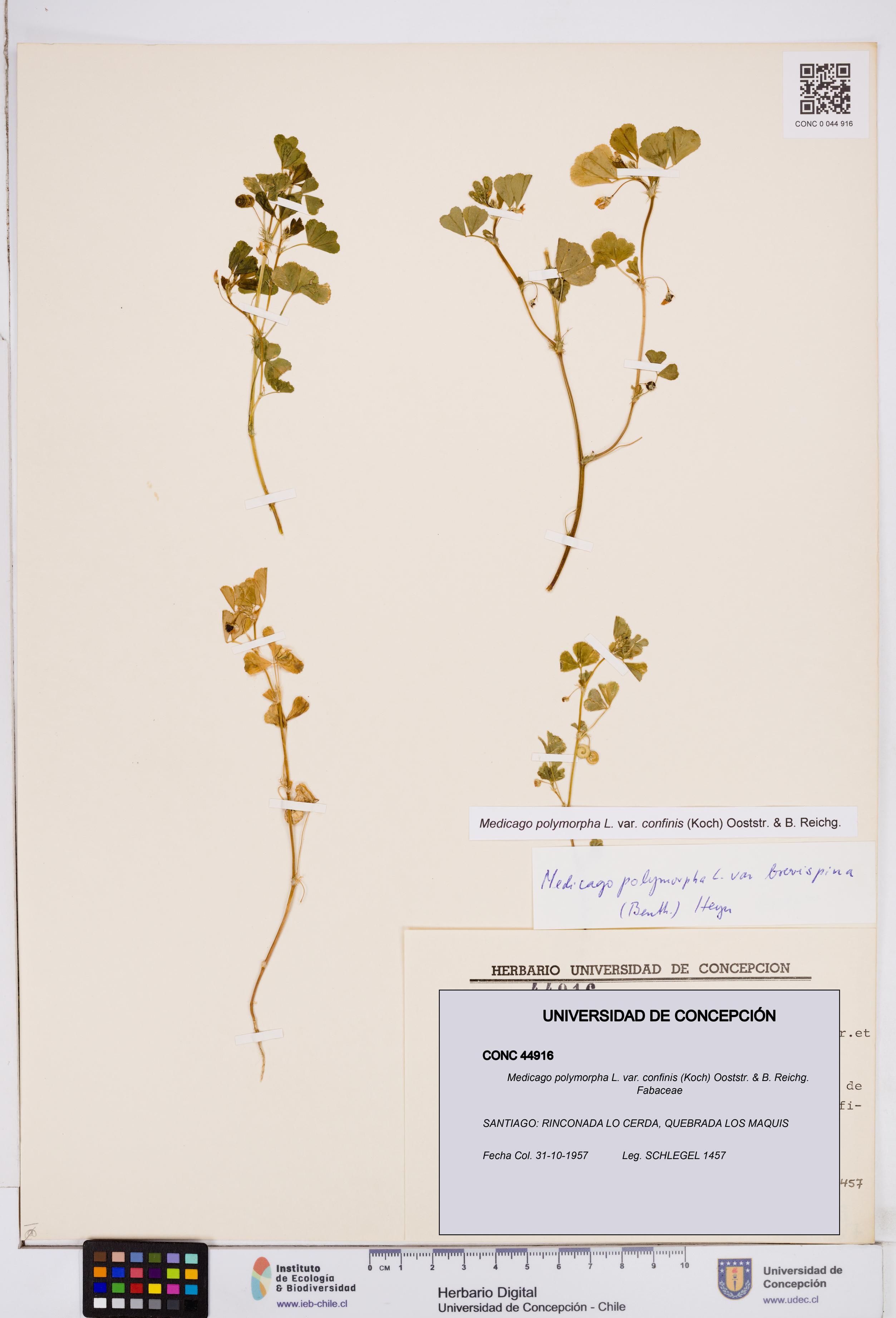 Medicago polymorpha var. confinis [Espécimen: ]