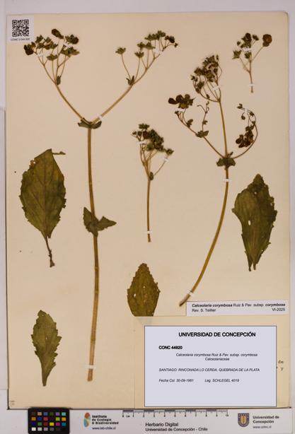 Calceolaria corymbosa [Espécimen: UDEC:CONC:0044920]